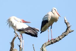 White Stork