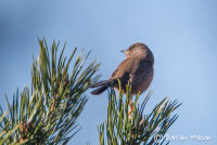 Dartford Warbler