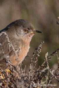 Dartford Warbler