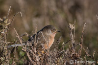 Dartford Warbler