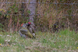 Green Woodpecker