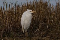 Cattle Egret