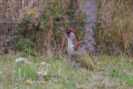 Green Woodpecker