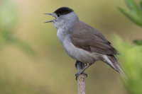 Blackcap