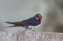 Swallow