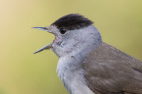 Blackcap