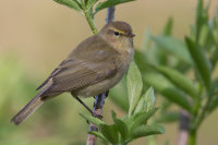 Chiffchaff