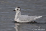 Little Gull
