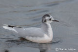 Little Gull