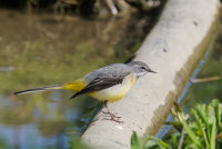 Grey Wagtail