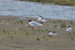 Roseate Tern