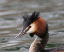 Great Crested Grebe