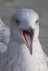 Kumliem's Gull