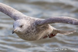 Kumliem's Gull