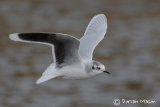 Little Gull