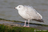Kumliem's Gull