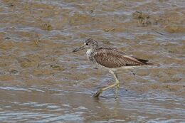 Greenshank with deformed bill