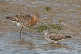 Black-tailed Godwit with Greenshank deformed bill