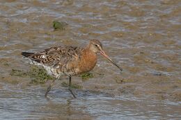 Black-tailed Godwit