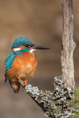 Kingfisher