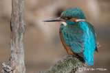 Kingfisher
