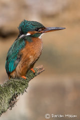 Kingfisher