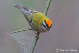 Firecrest