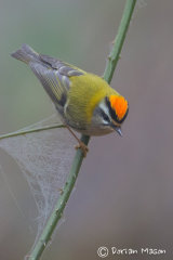 Firecrest