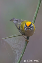 Firecrest