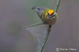 Firecrest