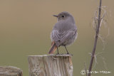 Black Redstart