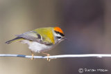 Firecrest