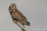 Short-eared Owl