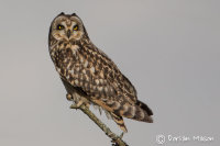 Short-eared Owl