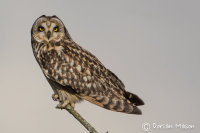 Short-eared Owl