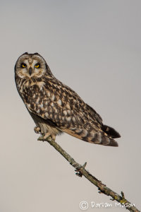 Short-eared Owl
