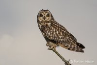 Short-eared Owl