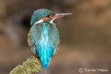Kingfisher