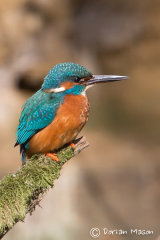 Kingfisher