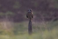 Short Eared Owl