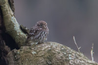 Little Owl
