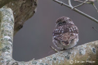 Little Owl