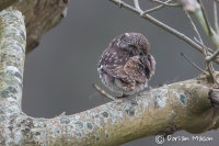 Little Owl
