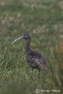 Glossey Ibis