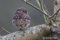 Little Owl