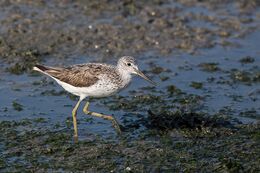 Greenshank