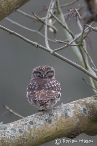 Little Owl