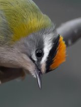 Firecrest