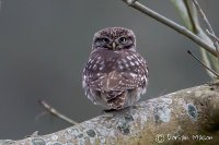 Little Owl