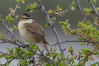 Sedge Warbler